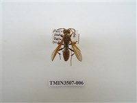 藏品(暗黃長腳蜂)的圖片